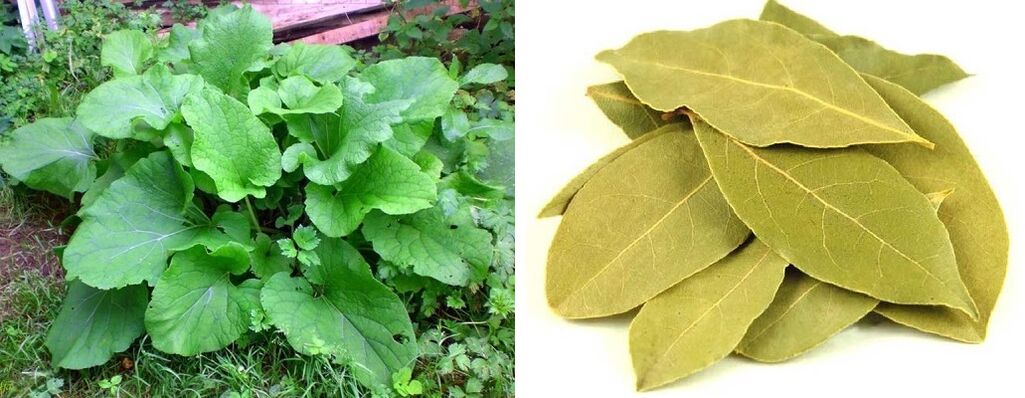 Foglie di bardana e foglie di alloro per dolori articolari